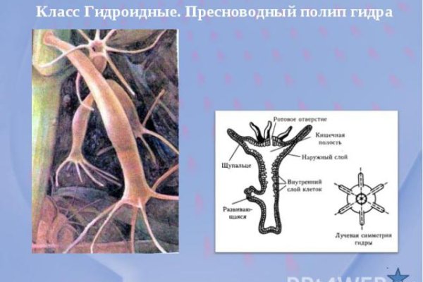 Почему в кракене пользователь не найден